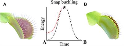 Artificial Venus Flytraps: A Research Review and Outlook on Their Importance for Novel Bioinspired Materials Systems